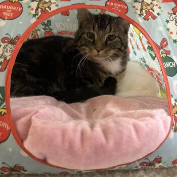 Domestic Medium Hair Cats Available for Adoption in Missoula, Montana - Lance | PetCurious