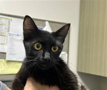 Raven A218863 -  Domestic Short Hair Cat for Adoption in Plano, Texas - Raven A218863 | PetCurious