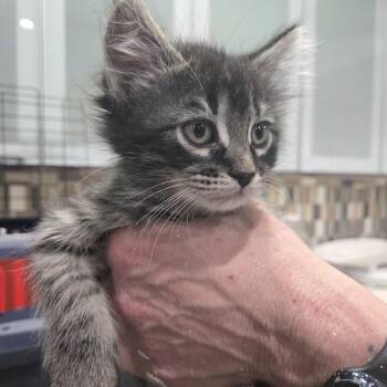 Domestic Long Hair Cats Available for Adoption in Sioux Falls, South Dakota - Perseus | PetCurious