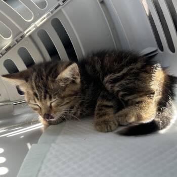 Eagle One -  Domestic Short Hair Cat for Adoption in Pauls Valley, Oklahoma - Eagle One | PetCurious