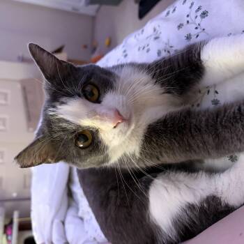 Domestic Short Hair Cats Available for Adoption in Burnaby, British Columbia - Baby | PetCurious