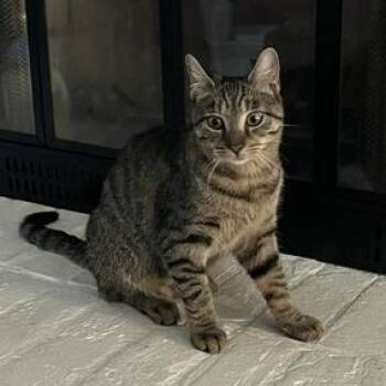Rescue Domestic Short Hair Cats for Adoption in Liverpool, Texas - Reef | PetCurious