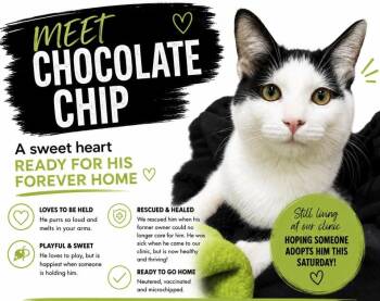Chocolate Chip (foster or adopt) -  Domestic Short Hair Cat for Adoption in Pasadena, California - Chocolate Chip (foster Or Adopt) | PetCurious