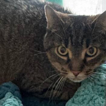Oddish -  Domestic Short Hair Cat for Adoption in Lakewood, Colorado - Oddish | PetCurious