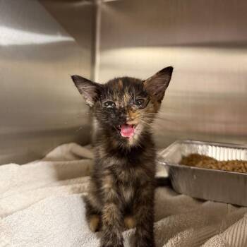 Groovy -  Domestic Short Hair Cat for Adoption in Pauls Valley, Oklahoma - Groovy | PetCurious