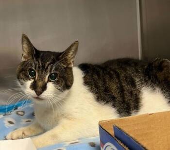 Rescue Domestic Short Hair Cats for Adoption in Cincinnati, Ohio - Cowboy | PetCurious