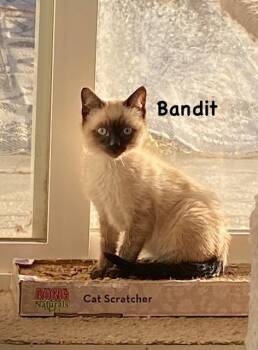 Bandit -  Domestic Short Hair Cat for Adoption in Gardnerville, Nevada - Bandit | PetCurious