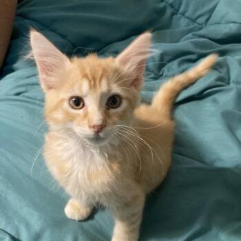 Snap Dyal-MR -  Domestic Medium Hair Cat for Adoption in Tallahassee, Florida - Snap Dyal-MR | PetCurious