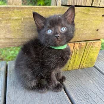 Adam -  Domestic Short Hair Cat for Adoption in Lynchburg, Virginia - Adam | PetCurious