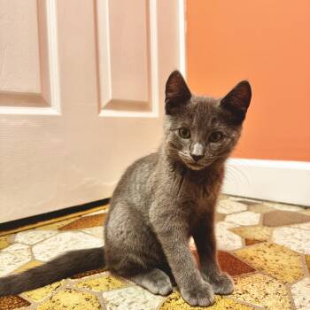 Trouble -  Domestic Short Hair and Russian Blue Cat for Adoption in Mastic, New York - Trouble | PetCurious
