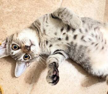 Franklin -  Domestic Short Hair Cat for Adoption in Oviedo, Florida - Franklin | PetCurious