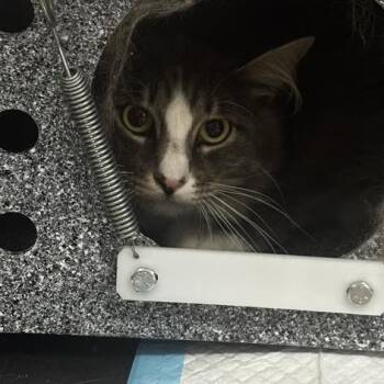 Ambassador -  Domestic Short Hair Cat for Adoption in Salt Lake City, Utah - Ambassador | PetCurious