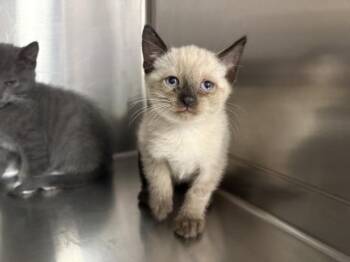 ALESSIO -  Siamese Cat for Adoption in Thousand Palms, California - ALESSIO | PetCurious
