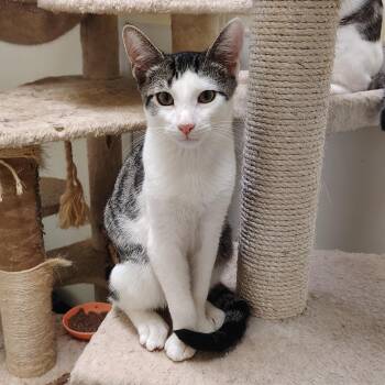 Bramble -  Domestic Short Hair Cat for Adoption in Elmwood Park, New Jersey - Bramble | PetCurious