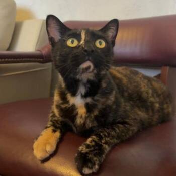 Haley -  Domestic Short Hair Cat for Adoption in Warr Acres, Oklahoma - Haley | PetCurious