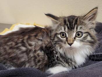 Lemon -  Domestic Medium Hair Cat for Adoption in Vancouver, Washington - Lemon | PetCurious