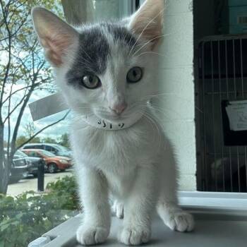 Dot -  Domestic Short Hair Cat for Adoption in Matteson, Illinois - Dot | PetCurious