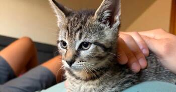 Handsome Jack -  Domestic Short Hair Cat for Adoption in West Mifflin, Pennsylvania - Handsome Jack | PetCurious