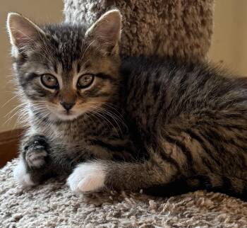 Domestic Short Hair Cats Available for Adoption in Williamsville, New York - Jersey | PetCurious