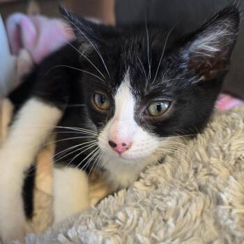 Domestic Short Hair and Domestic Medium Hair Cats Available for Adoption in Madisonville, Tennessee - Cola | PetCurious