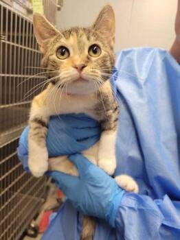 Raging Bull -  Domestic Short Hair Cat for Adoption in Hobart, Indiana - Raging Bull | PetCurious