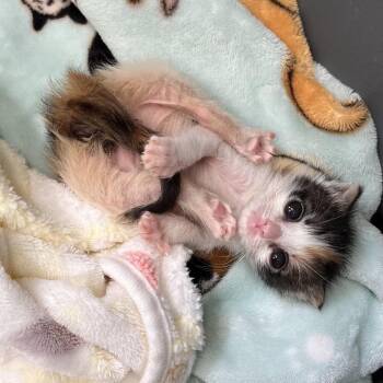 Dabble -  Domestic Short Hair Cat for Adoption in Kanab, Utah - Dabble | PetCurious