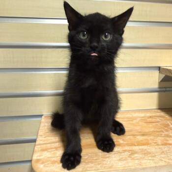 Licorice -  Domestic Medium Hair Cat for Adoption - Licorice | PetCurious