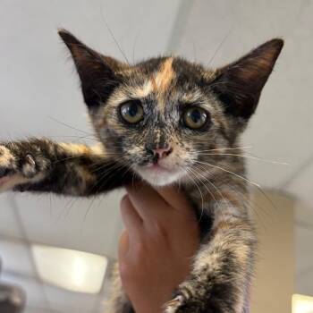 Venus -  Domestic Short Hair Cat for Adoption in Goleta, California - Venus | PetCurious