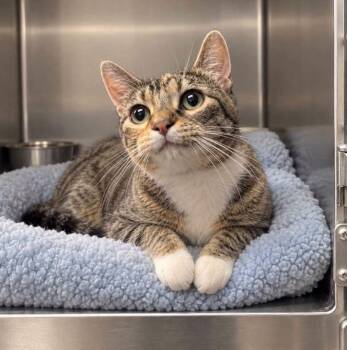 Bluey -  Domestic Short Hair Cat for Adoption in Kansas City, Kansas - Bluey | PetCurious