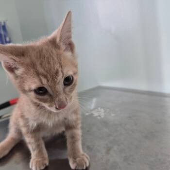Rescue Domestic Short Hair Cats for Adoption in Clavet, Saskatchewan - Trooper | PetCurious