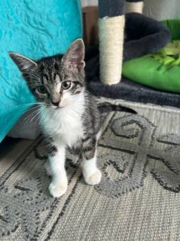 Forest HS (white tip toes) -  Domestic Short Hair Cat for Adoption in West Peoria, Illinois - Forest HS (white Tip Toes) | PetCurious