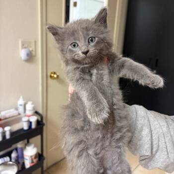Domestic Short Hair Cats Available for Adoption in Pekin, Illinois - Canada Goose | PetCurious