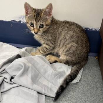 Honeydew -  Domestic Short Hair Cat for Adoption in West Palm Beach, Florida - Honeydew | PetCurious