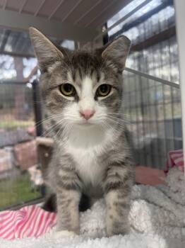 Vroom Kaboom -  Domestic Short Hair Cat for Adoption in Colorado Springs, Colorado - Vroom Kaboom | PetCurious
