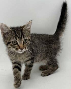Julia -  Domestic Short Hair Cat for Adoption in Bowling Green, Kentucky - Julia | PetCurious