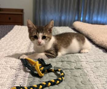 Chassis (siblings are Spark Plug & Lug Nut) -  Domestic Short Hair Cat for Adoption in Brighton, Michigan - Chassis (siblings Are Spark Plug & Lug Nut) | PetCurious