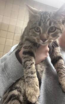 Rescue Domestic Short Hair Cats for Adoption in Greenfield, Indiana - Turkey | PetCurious