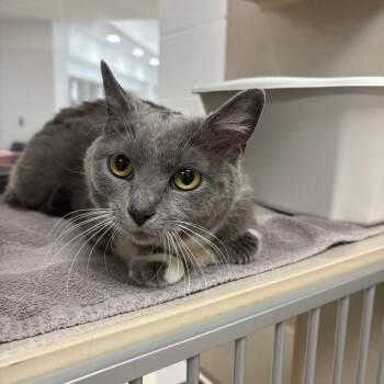 Domestic Short Hair Cats Available for Adoption in Evansville, Indiana - LaLaney | PetCurious