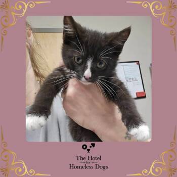Monet -  Domestic Short Hair Cat for Adoption in Cumberland, Rhode Island - Monet | PetCurious