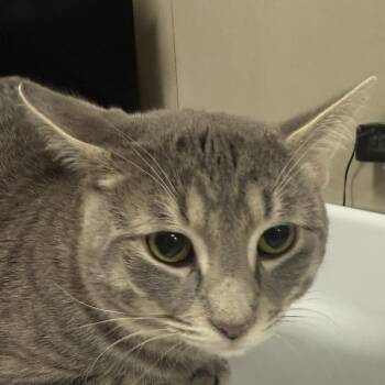 Rainbow -  Domestic Short Hair Cat for Adoption in Chicago, Illinois - Rainbow | PetCurious