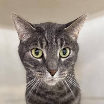 Domestic Short Hair Cats Available for Adoption - Max | PetCurious