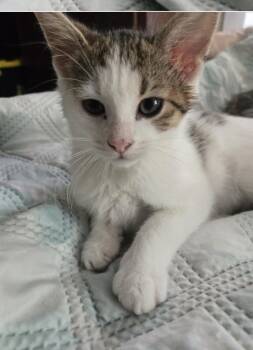 Rescue Domestic Short Hair Cats for Adoption in Salisbury, North Carolina - Jelly | PetCurious