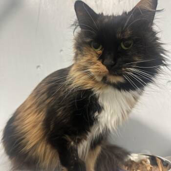 Domestic Long Hair Cats Available for Adoption in Mission, British Columbia - Harley Quinn | PetCurious