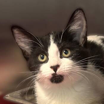 Edited for Brevity -  Domestic Short Hair Cat for Adoption in Davenport, Iowa - Edited For Brevity | PetCurious
