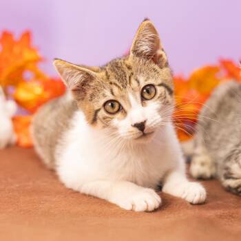 Rescue Domestic Short Hair Cats for Adoption in Durham, North Carolina - Benny | PetCurious
