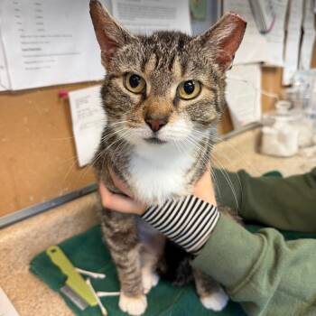 Domestic Short Hair Cats Available for Adoption - Margo | PetCurious