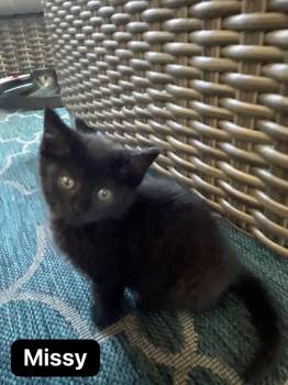 Missy -  Domestic Short Hair Cat for Adoption in Johnson City, Tennessee - Missy | PetCurious