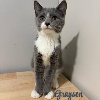 Grayson -  American Shorthair Cat for Adoption in West Newton, Pennsylvania - Grayson | PetCurious