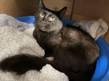 Flint -  Domestic Medium Hair Cat for Adoption in Pottsville, Pennsylvania - Flint | PetCurious