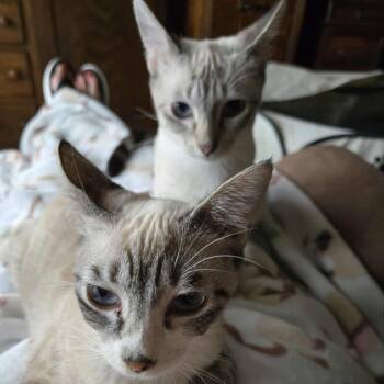 Rescue Siamese Cats for Adoption in Agoura Hills, California - Myra | PetCurious
